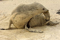 Galapagos sealion (Zalophus californianus wollebaeki) covered in sand, Española / Hood Island, Galapagos