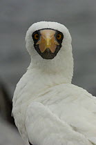 Nazca booby (formerly Masked booby) (Sula granti) looking straight at camera, Española / Hood Island, Galapagos