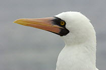 Nazca booby (formerly Masked booby) (Sula granti) Española / Hood Island, Galapagos