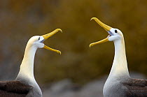 Waved albatross (Phoebastria irrorata) pair in courtship display, Española / Hood Island, Galapagos