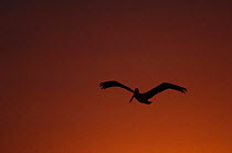 Silhouette of Brown Pelican (Pelecanus occidentalis urinator) flying against the sunset, Galapagos