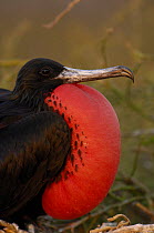 Magnificent frigatebird (Fregata magnificens) male courtship display with pouch inflated, North Seymour Island, Galapagos