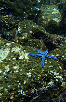 Blue sea star (Phararia unifascialis)  Floreana Island, Galapagos