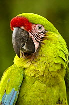 Military macaw (Ara militaris) Captive, from Amazon Rainforest, Ecuador, Endangered