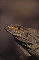 Spiny tailed iguana {Ctenosaura similis} portrait. Santa Rosa NP, Costa Rica