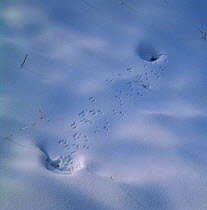 Tracks made by Harvest mouse {Micromys minutus} running between burrows in snow, Ussuriland, Far East Russia