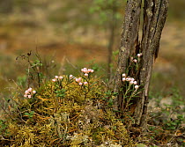 Bog rosemary {Andromeda polifolia} flowering, Sweden