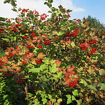 Guelder rose {Viburnum opulus} in autumn with red berries, Norfolk, UK