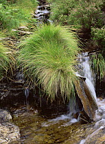 Purple moor grass {Molinia caerulea} growing beside a stream in summer, sequence 1/2, Elan valley, Wales