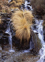 Purple moor grass {Molinia caerulea} growing beside a stream in winter, sequence 2/2, Elan valley, Wales