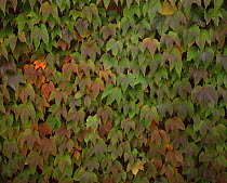 Virginia creeeper {Parthenocissus sp} 'Beverley Brook' in early autumn, UK, sequence 1/2
