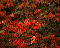 Virginia creeeper {Parthenocissus sp} 'Beverley Brook' in late autumn, UK, sequence 2/2