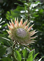 King protea {Protea cynaroides} flower