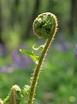 Male fern {Dryopteris filix mas} frond unfurling in woodland, Peak District NP, Derbyshire, UK