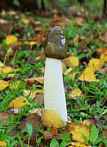 Stinkhorn fungus {Phallus impudicus} Derbyshire, UK