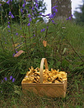 Basket of Chanterelle fungi {Cantharellus sp} in woodland, Sweden