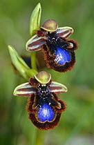Mirror orchid flowers {Ophrys speculum} Lake Baja, Turkey