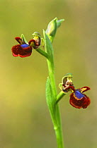 Mirror orchid {Ophrys speculum} Spain
