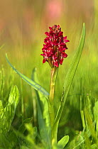 Early marsh orchid {Dactylorhiza incarnata} Peak District NP, Derbyshire, UK