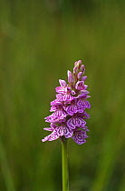 Spotted heath orchid {Dactylorhiza maculata} Derbyshire, UK