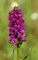 Irish marsh orchid {Dactylorhiza majalis} Tralee, Republic of Ireland