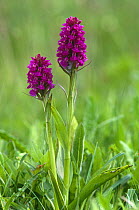 Northern marsh orchid {Dactylorhiza purpurella} Derbyshire, UK