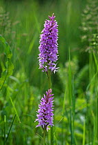 Common spotted orchid {Dactylorhiza fuchsii} UK