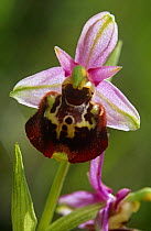 Late spider orchid {Ophrys fuciflora / holoserica} France