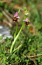 Late spider orchid {Ophrys fuciflora / holoserica} France