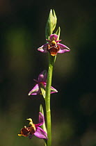 Woodcock orchid {Ophrys scolopax} Spain