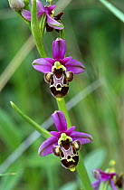 Woodcock orchid {Ophrys scolopax} France