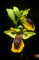Yellow ophrys orchid {Ophrys lutea} Spain