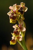 Sawfly orchid {Ophrys tenthredinifera} Karen peninsula, Turkey