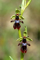 Fly orchid {Ophrys insectifera} UK