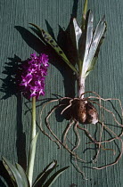Testicular tubers, leaves and flowers of Early purple orchid {Orchis mascula} UK