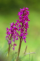 Early purple orchid {Orchis mascula} UK