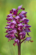 Military orchid {Orchis militaris} Slitere NP, Latvia