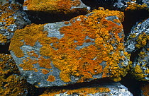 Lichen {Caloplaca biatorina} growing on stone wall, Alps, Italy