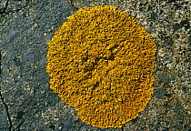 Lichen {Xanthoria parietina} growing on stone, UK