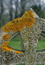 Lichen {Xanthoria parietina} growing on gravestone, UK