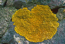 Lichen {Xanthoria parietina} growing on stone, UK
