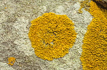 Lichen {Xanthoria parietina} growing on stone wall, Yorkshire, UK
