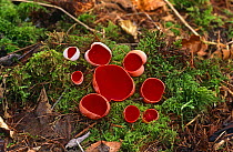 Scarlet elf cup fungus {Sarcoscypha coccinea} growing on dead wood covered in moss, Glos, UK
