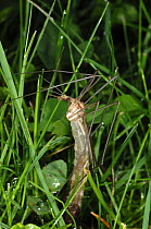 Daddy long legs / Cranefly (Tipula oleracea) emerging from chrysalis in the ground, UK
