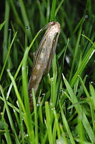 Daddy long legs / Cranefly (Tipula oleracea) emerging from chrysalis in the ground, UK