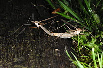 Daddy long legs / Cranefly (Tipula oleracea) mating, UK