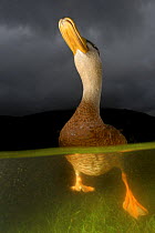 Mallard duck (Anas platyrhynchos) split level on water, UK