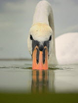Male Mute Swan (Cygnus olor) feeding, UK. Water level shot