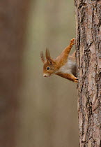 Red Squirrel (Sciurus vulgaris) on tree trunk, UK