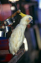 Sick parrot for sale in bird market, Ambon, Indonesia